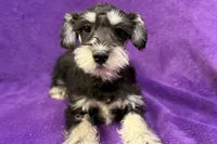 Onyx, a female Miniature Schnauzer for sale in Buffalo, MO – Photo 6 of 8