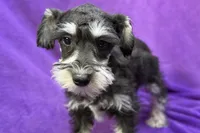 Onyx, a female Miniature Schnauzer for sale in Buffalo, MO – Photo 1 of 8