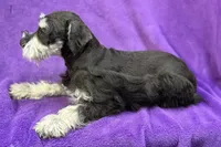 Onyx, a female Miniature Schnauzer for sale in Buffalo, MO – Photo 8 of 8