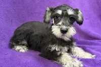 Onyx, a female Miniature Schnauzer for sale in Buffalo, MO – Photo 4 of 8