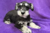 Onyx, a female Miniature Schnauzer for sale in Buffalo, MO – Photo 3 of 8