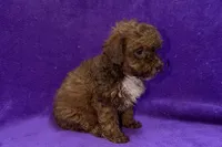 Onyx, a female Poodle - Toy  for sale in Buffalo, MO – 4 of 5