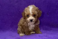 Opal, a female Poodle - Toy  for sale in Buffalo, MO – 4 of 5