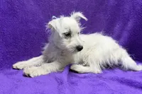 Paisley, a female West Highland White Terrier for sale in Buffalo, MO – 4 of 9