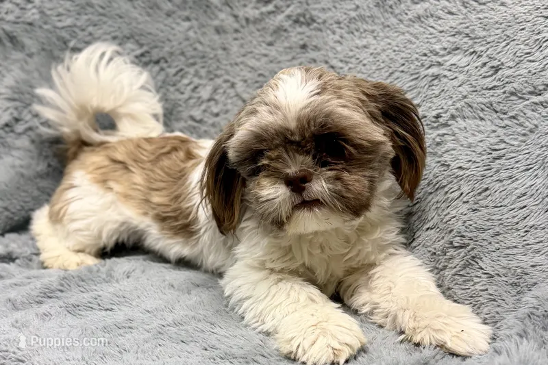 Duce – Shih Tzu puppy for sale in Buffalo, MO