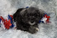 Olive - AKC, a female Miniature Schnauzer for sale in Buffalo, MO – 3 of 6