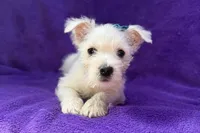 Whitley, a female West Highland White Terrier for sale in Buffalo, MO – 3 of 5
