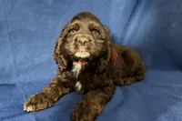 Hazel, a female Cocker Spaniel for sale in Buffalo, MO – 5 of 8