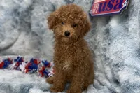 Maggie, a female Poodle - Toy  for sale in Buffalo, MO – 2 of 5