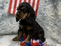Stella, a female Cocker Spaniel for sale in Buffalo, MO – 5 of 7