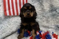 Stella, a female Cocker Spaniel for sale in Buffalo, MO – 7 of 7