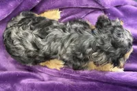 Heidi, a female Cocker Spaniel for sale in Buffalo, MO – 9 of 9