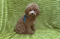 Maggie, a female Poodle - Toy  for sale in Buffalo, MO – 9 of 9