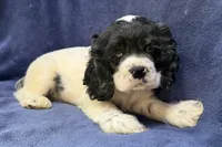 Chase, a male Cocker Spaniel for sale in Buffalo, MO – 2 of 5