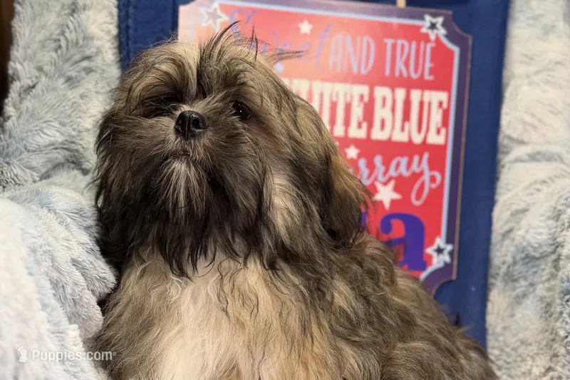 Romeo – Lhasa Apso puppy for sale in Buffalo, MO