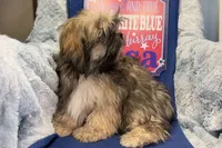 Romeo, a male Lhasa Apso for sale in Buffalo, MO – 5 of 6