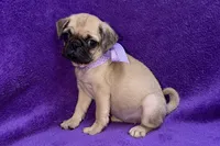 Juniper, a female Pug for sale in Buffalo, MO – 4 of 6