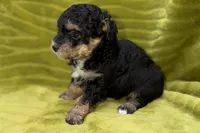 Sam, a male Poodle - Toy  for sale in Buffalo, MO – 6 of 6