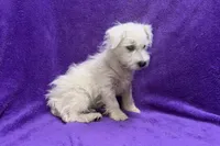 Peaches, a female West Highland White Terrier for sale in Buffalo, MO – 4 of 7