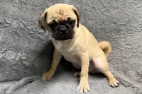 Jax, a male Pug for sale in Buffalo, MO – 4 of 4