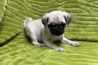 Jax, a female Pug for sale in Buffalo, MO – 6 of 7