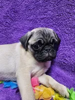 Bailey, a female Pug for sale in Buffalo, MO – 7 of 9