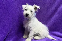 Paisley, a female West Highland White Terrier for sale in Buffalo, MO – 5 of 9