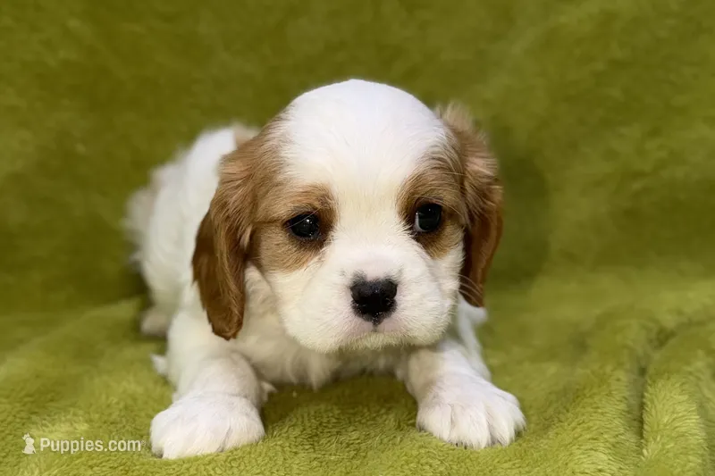 Titus – Cavalier King Charles Spaniel puppy for sale in Buffalo, MO