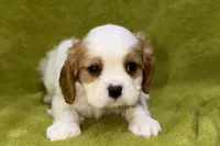 Titus, a male Cavalier King Charles Spaniel for sale in Buffalo, MO – 1 of 6