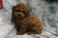 Bandit, a male Poodle - Toy  for sale in Buffalo, MO – 6 of 7