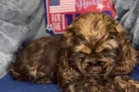 Mia, a female Cocker Spaniel for sale in Buffalo, MO – 3 of 7