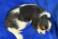 Arlo, a male Cavalier King Charles Spaniel for sale in Buffalo, MO – Photo 7 of 8