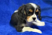 Arlo, a male Cavalier King Charles Spaniel for sale in Buffalo, MO – Photo 4 of 8