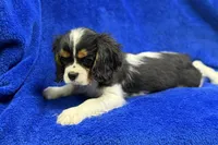 Arlo, a male Cavalier King Charles Spaniel for sale in Buffalo, MO – Photo 8 of 8