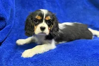 Arlo, a male Cavalier King Charles Spaniel for sale in Buffalo, MO – Photo 3 of 8