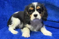 Arlo, a male Cavalier King Charles Spaniel for sale in Buffalo, MO – Photo 6 of 8