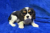 Arlo, a male Cavalier King Charles Spaniel for sale in Buffalo, MO – Photo 2 of 8