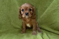 Apollo, a male Cavalier King Charles Spaniel for sale in Buffalo, MO – Photo 4 of 5