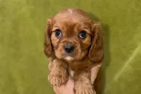 Apollo, a male Cavalier King Charles Spaniel for sale in Buffalo, MO – Photo 2 of 5