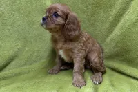 Apollo, a male Cavalier King Charles Spaniel for sale in Buffalo, MO – Photo 5 of 5