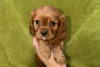 Apollo, a male Cavalier King Charles Spaniel for sale in Buffalo, MO – Photo 3 of 5