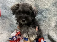 Olive - AKC, a female Miniature Schnauzer for sale in Buffalo, MO – 5 of 6