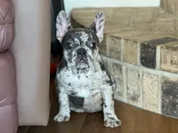 Fancy, a female French Bulldog for sale in Buffalo, MO – Photo 7 of 8