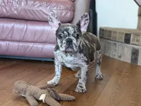 Fancy, a female French Bulldog for sale in Buffalo, MO – Photo 2 of 8