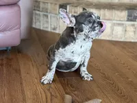 Fancy, a female French Bulldog for sale in Buffalo, MO – Photo 6 of 8