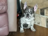 Fancy, a female French Bulldog for sale in Buffalo, MO – Photo 1 of 8