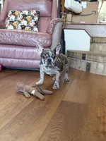 Fancy, a female French Bulldog for sale in Buffalo, MO – Photo 8 of 8