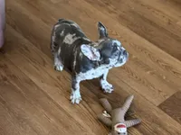 Fancy, a female French Bulldog for sale in Buffalo, MO – Photo 4 of 8