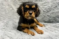 Scout, a male Cavalier King Charles Spaniel for sale in Buffalo, MO – 6 of 9