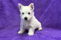 Laney, a female West Highland White Terrier for sale in Buffalo, MO – 4 of 6